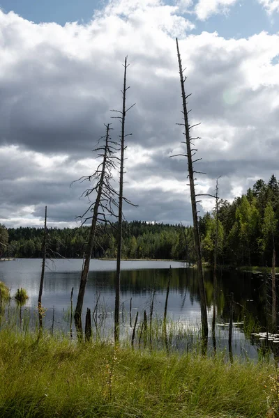 Árvores Mortas Lago Pântano Parque Nacional Isojarvi Finlândia — Fotografia de Stock