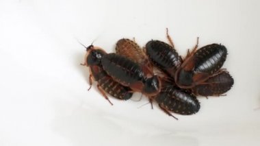 Küçük bir grup dişi hamamböceği (blaptica dubia) birbirlerinin üzerinde sürünüyorlar. Yakın çekim, üst görüntü, beyaz arkaplanda izole edilmiş.. 