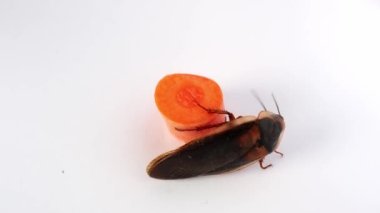 Erkek hamamböceği (blaptica dubia) antenini hareket ettiren bir havuç parçasının yanında, çevreyi algılamak için, çerçeveyi sonunda bırakır. Yakın çekim, üst görüntü, beyaz arkaplanda izole edilmiş..