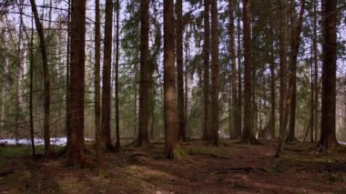 Finlandiya 'da ilkbahar çam ormanı, kamera görüntüsü.