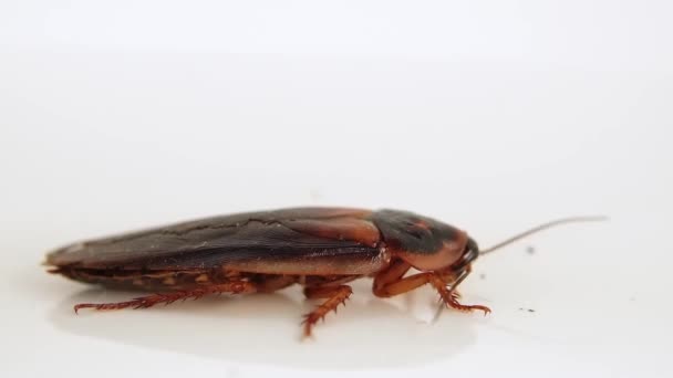 Male Cockroach Blaptica Dubia Moving Its Antennae Sense Environment Close — Stock Video