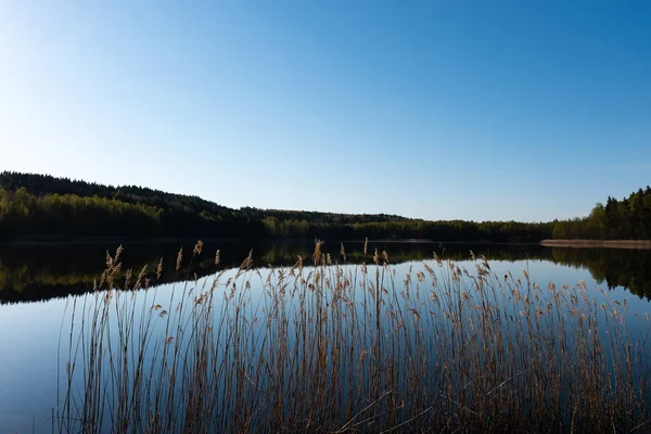 Naturskön Utsikt Över Sjön Merrasjarvi Lahtis Finland Med Vass Förgrunden — Stockfoto
