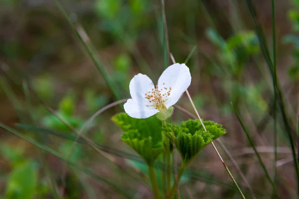 Закрытие Белого Цветка Морошки Rubus Chamahampus Болоте Финляндии — стоковое фото