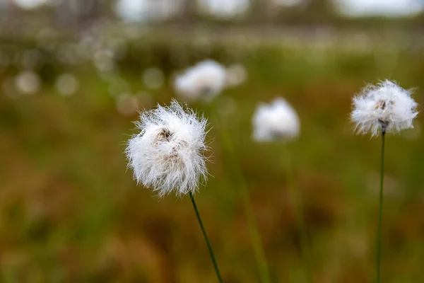 Eriophorum Cottongrass Cottonsedge Close Swamp Finland — Stock Photo, Image