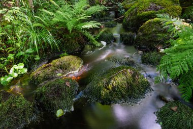 Forest stream surrounded by green leaves and moss. Long exposure.