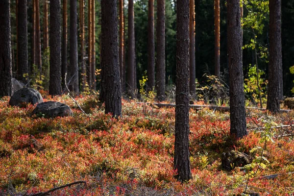 Forest Floor Red Autumn Colors Lahti Finland — Stock Photo, Image