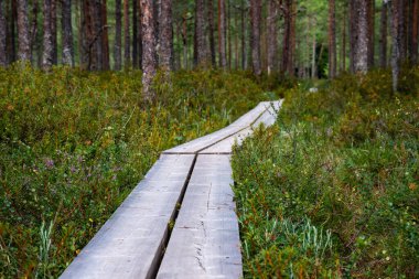 Yeşil ve turuncu çalılıklarıyla bir çam ormanının içinden geçen ördek yolu, alçak açılı.