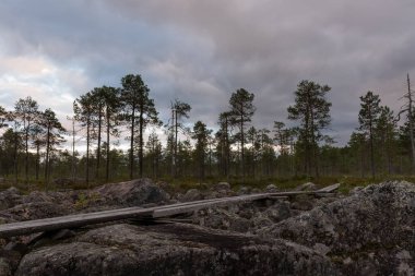 Akşamları kayalık arazide tahta ördek patikası. Salamajarvi Ulusal Parkı, Finlandiya