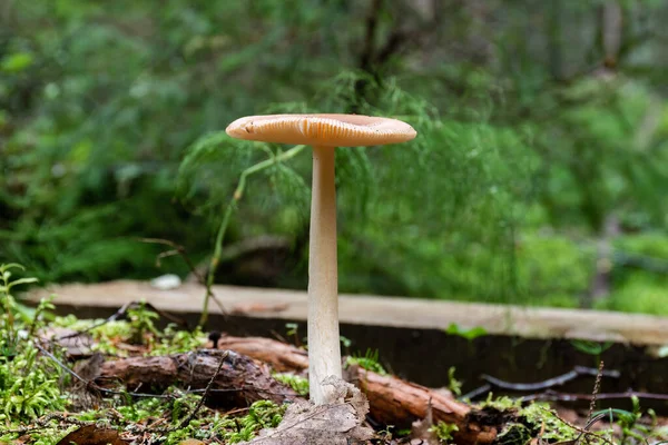 靠近一个绿色森林背景的蘑菇Tawny Grisette Amanita Fulva — 图库照片