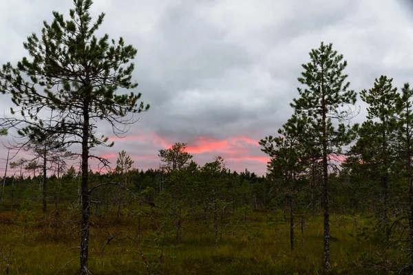 Dramatic Evening Sky Red Glow Swamp Trees Foreground — Stock Photo, Image