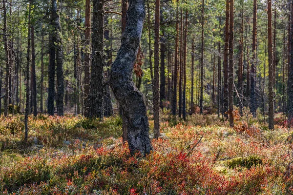 Crooked birch tree in a forest with red autumn colors on forest floor and pine trees in the background