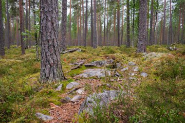 Finlandiya 'daki Salamajarvi Ulusal Parkı' ndaki bir ormanda kayalık yol