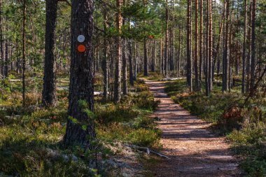 Finlandiya, Isojoki 'deki Lauhanvuori Ulusal Parkı' nda yürüyüş parkının yanındaki çam ağacının etrafında yuvarlak beyaz ve kırmızı tahta patikalar var.