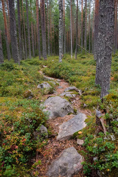 Скелястий Шлях Через Ліс Національному Парку Саламаджарві Фінляндія — стокове фото