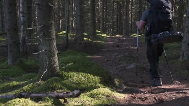 핀란드 볼라에 공원에 소나무 지나는 장대와 배낭을 등산하는 — 비디오