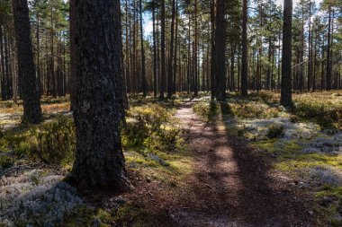 Lauhanvuori Ulusal Parkı, Isojoki, Finlandiya 'da büyük çam ağaçları gövdeleri olan bir ormanda yürüyüş yapmak.