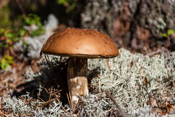 褐色蘑菇 Leccinum Scabrum 通常被称为粗糙的紫罗兰色 或白苔藓中的桦树 在大自然中近距离拍摄 — 图库照片