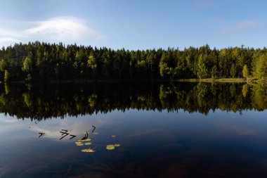 Finlandiya göl manzarası, sonbaharda sakin suyun yansıması ve ön planda birkaç nilüfer yaprağı.