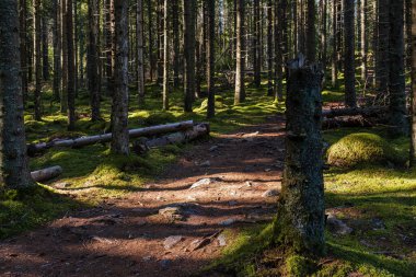 Ağaçların arasından parlayan güneş ve orman zeminini kaplayan yeşil yosunlarla kozalaklı bir ormanın içinden geçen geniş bir orman yolu.