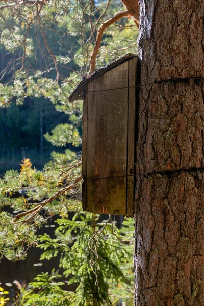 Ahşap Kuş Evi Arka Planda Bir Orman Göleti Olan Bir — Stok fotoğraf