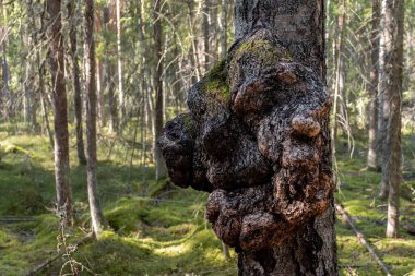 Finlandiya ormanlarında bir çam ağacının gövdesinde büyüyen büyük bir burl.