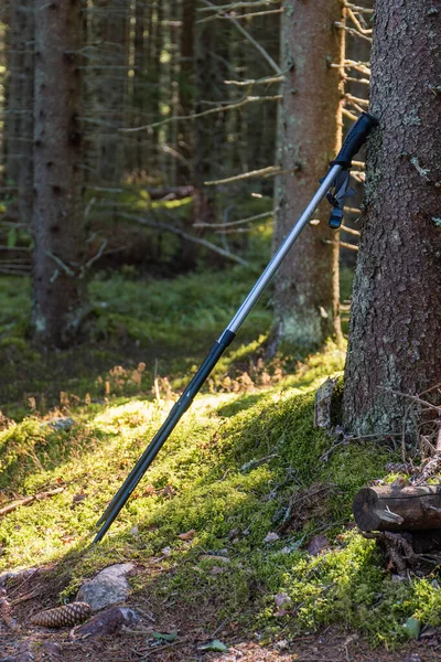 Bastoncini Trekking Appoggiati Pino Vicino Sentiero Una Foresta Finlandese — Foto Stock