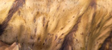 rustik ahşap arka plan açık renk ve koyu damarlar panel olarak kullanılıyor