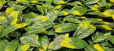 yeşil yapraklar ve Brezilya 'nın doğal bitkileri