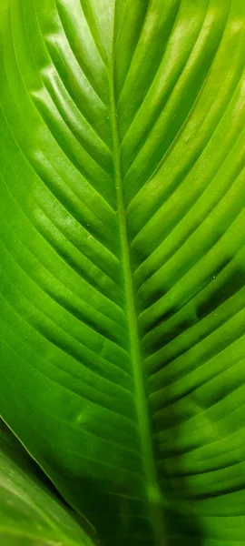 Green Foliage Native Vegetation Brazil — Stock Fotó