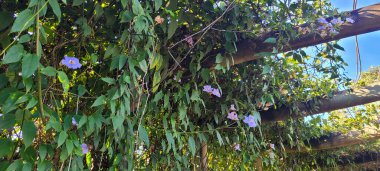 yeşil yapraklar ve Brezilya 'nın doğal bitkileri