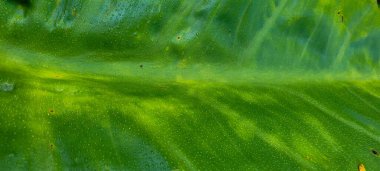 yeşil yapraklar ve Brezilya 'nın doğal bitkileri