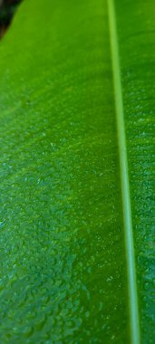 yeşil yapraklar ve Brezilya 'nın doğal bitkileri