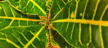 yeşil yapraklar ve Brezilya 'nın doğal bitkileri