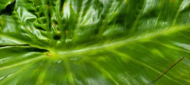 yeşil yapraklar ve Brezilya 'nın doğal bitkileri