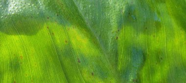 yeşil yapraklar ve Brezilya 'nın doğal bitkileri