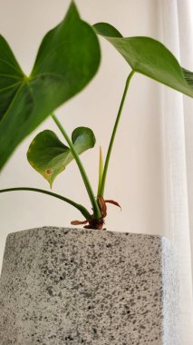 yeşil yapraklar ve Brezilya 'nın doğal bitkileri