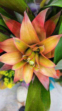 yeşil yapraklar ve Brezilya 'nın doğal bitkileri