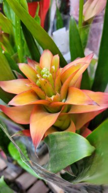 yeşil yapraklar ve Brezilya 'nın doğal bitkileri