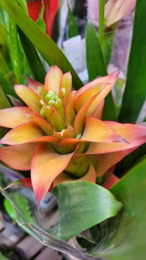 yeşil yapraklar ve Brezilya 'nın doğal bitkileri