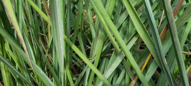 yeşil yapraklar ve Brezilya 'nın doğal bitkileri