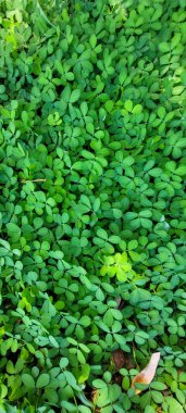 green foliage and native vegetation of brazil
