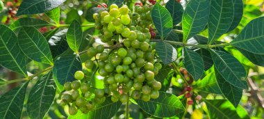 yeşil yapraklar ve Brezilya 'nın doğal bitkileri