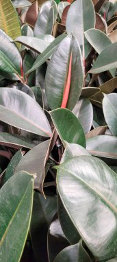 yeşil yapraklar ve Brezilya 'nın doğal bitkileri