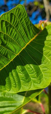 yeşil yapraklar ve Brezilya 'nın doğal bitkileri