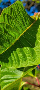 yeşil yapraklar ve Brezilya 'nın doğal bitkileri