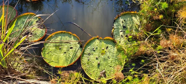 Follaje Verde Vegetación Nativa Brasil — Foto de Stock