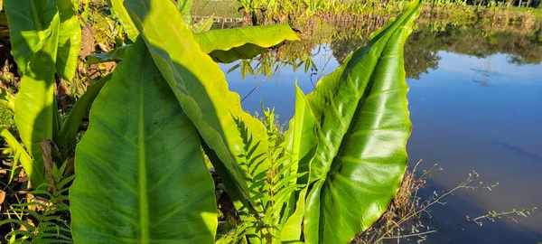 Green Foliage Native Vegetation Brazil — Fotografia de Stock