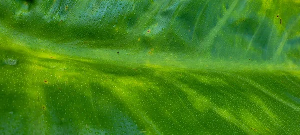 Feuillage Vert Végétation Indigène Brésil — Photo