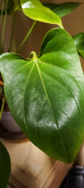 Follaje Verde Vegetación Nativa Brasil —  Fotos de Stock