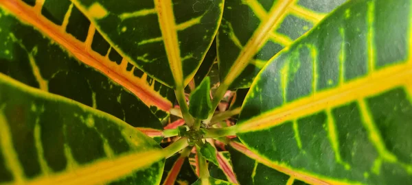 Green Foliage Native Vegetation Brazil — Stock Photo, Image